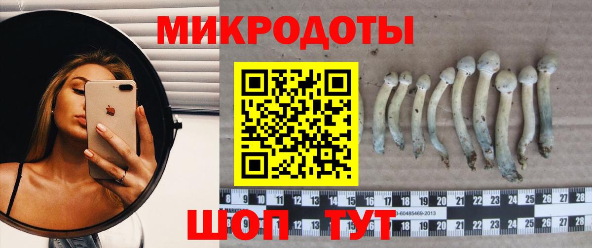 Псилоцибиновые грибы Psilocybine cubensis Шебекино